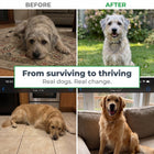 Vitalys Pet 05 before after