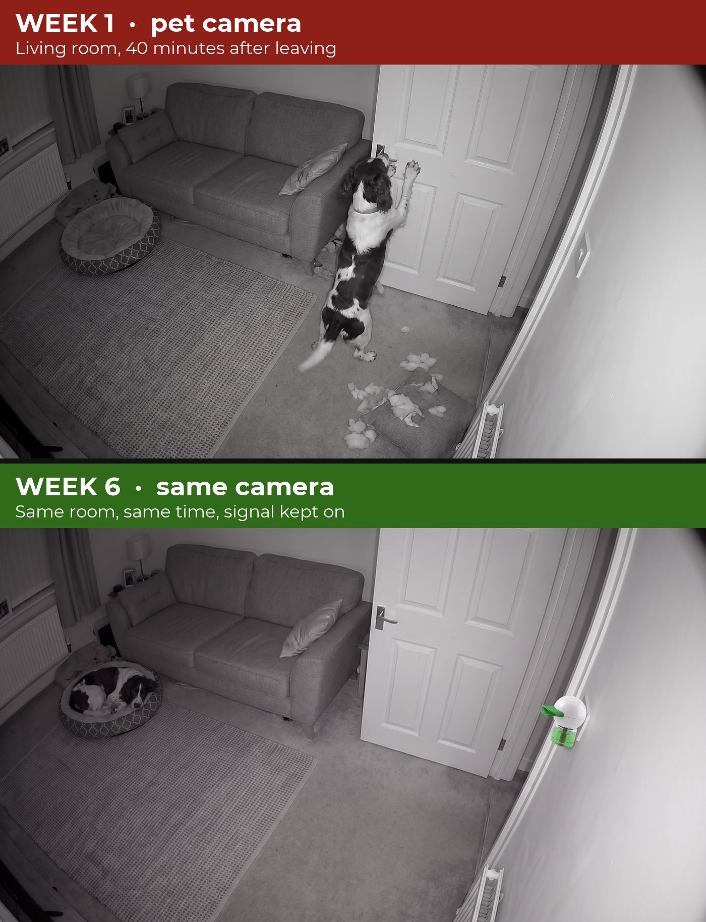 Same pet camera, same room, same time of day: week 1 and week 6. Illustrative.