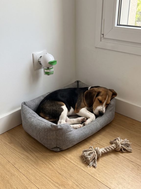 Cachorro durmiendo junto al difusor Vitalys Calma