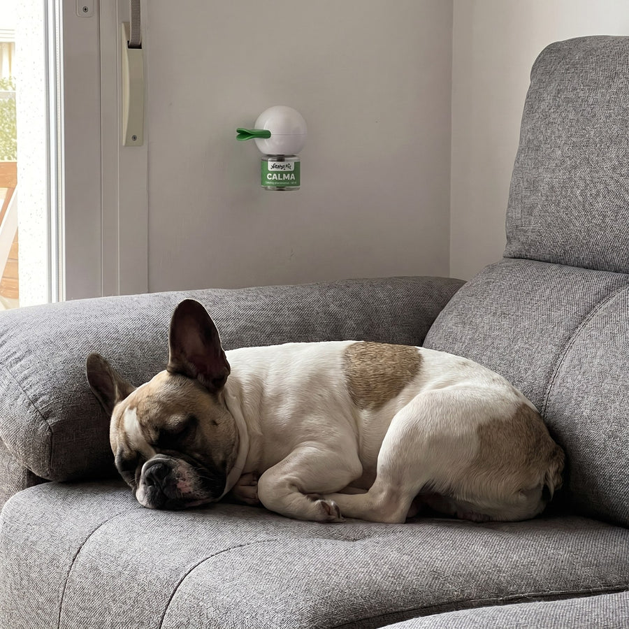 Bruno · French bulldog