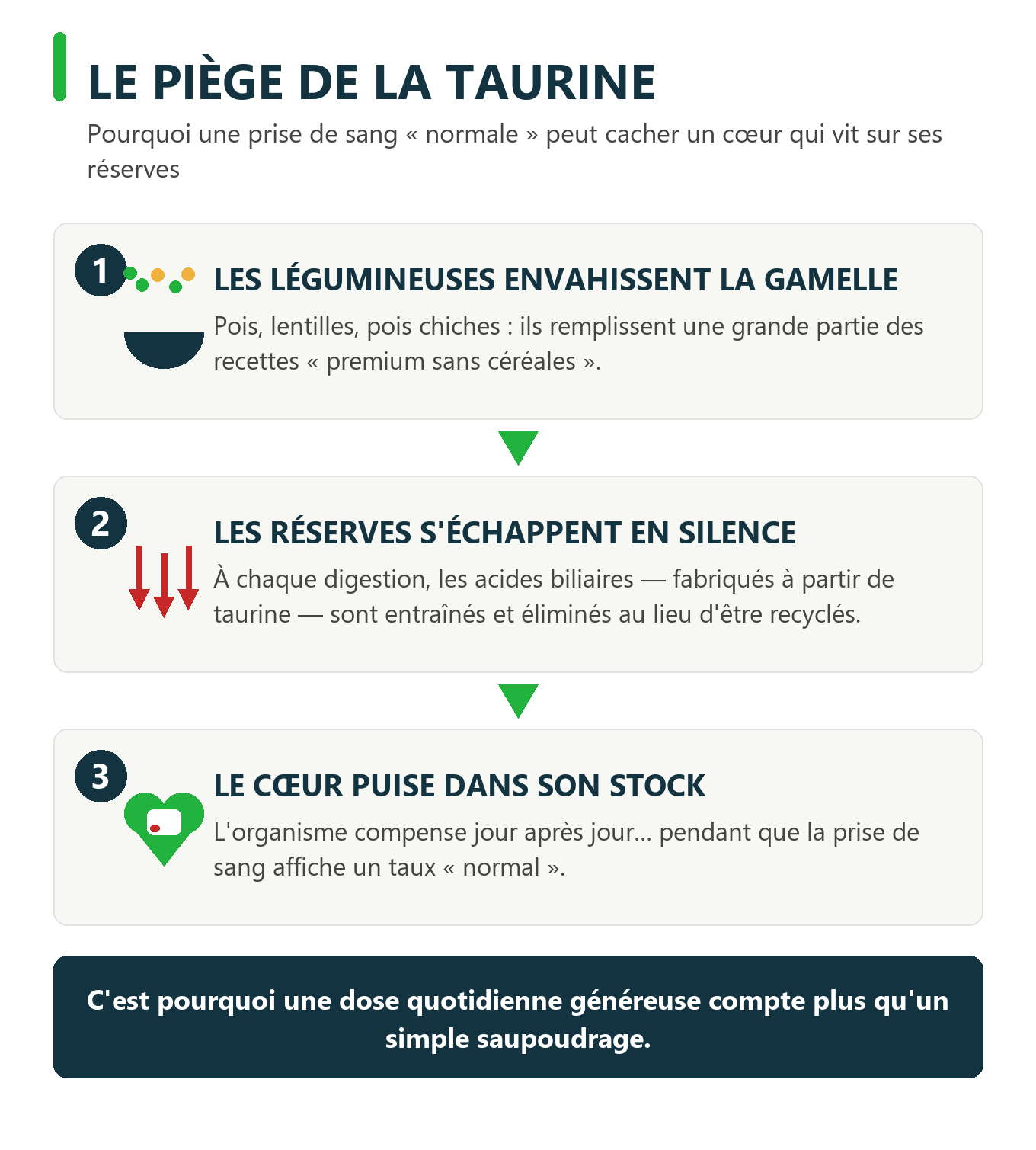 Infographie Le Piège de la Taurine : les légumineuses envahissent la gamelle, les réserves s'échappent, le cœur puise dans son stock