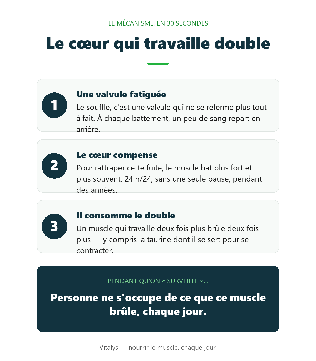 Infographie : le cœur qui travaille double — une valvule fatiguée, le cœur compense, il consomme le double de taurine