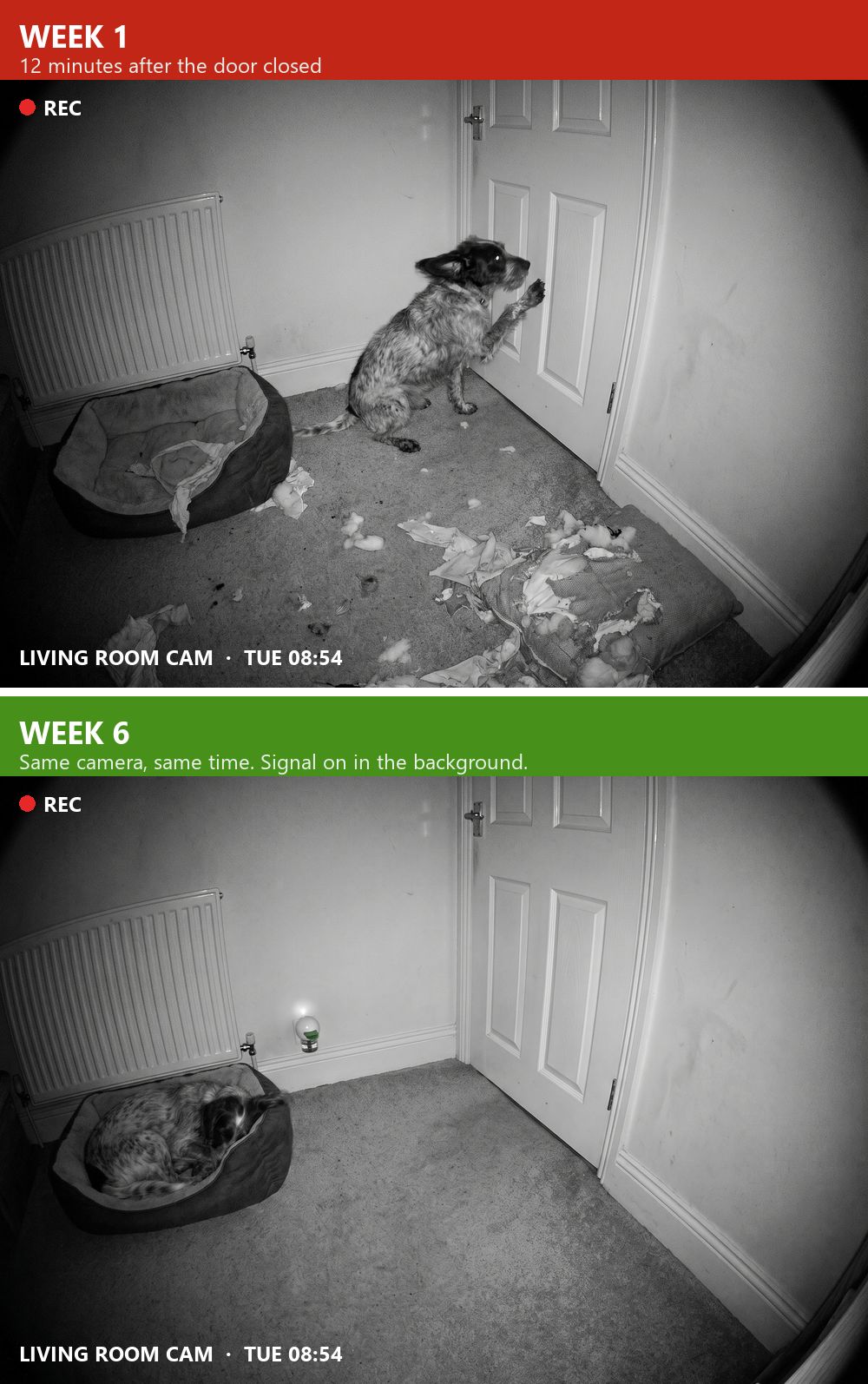 Pet camera: week 1 the dog scratches at the door among torn cushions; week 6 the same dog asleep in its bed with the diffuser on