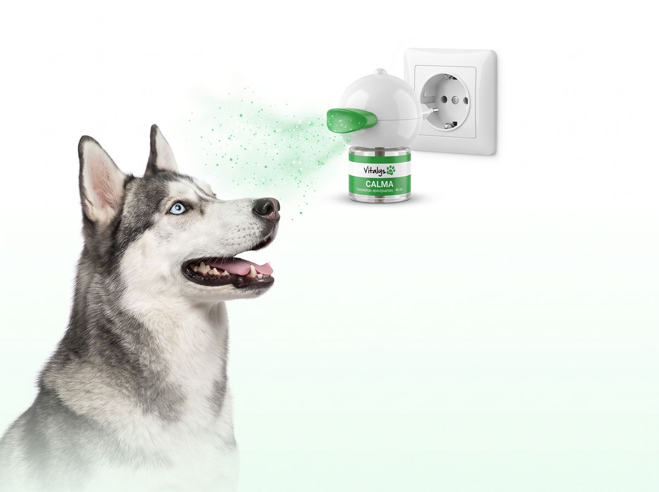 Perro mirando el difusor Vitalys Calma
